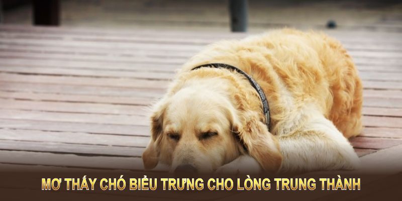 Mơ thấy chó biểu trưng cho lòng trung thành, sự bảo vệ và các quan hệ cá nhân