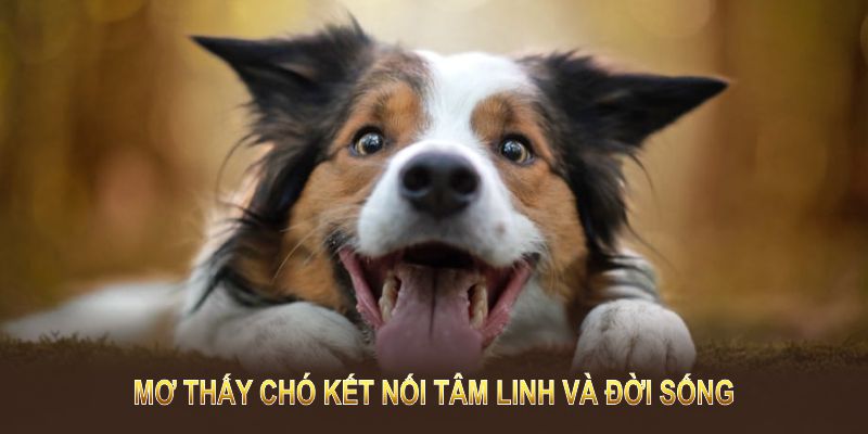 Mơ thấy chó kết nối tâm linh và đời sống mang đến những thông điệp quan trọng