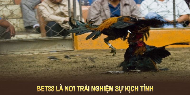 BET88 là nơi trải nghiệm sự kịch tính của đá gà cựa sắt với nhiều dịch vụ hàng đầu